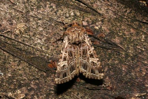 Sideridis reticulata